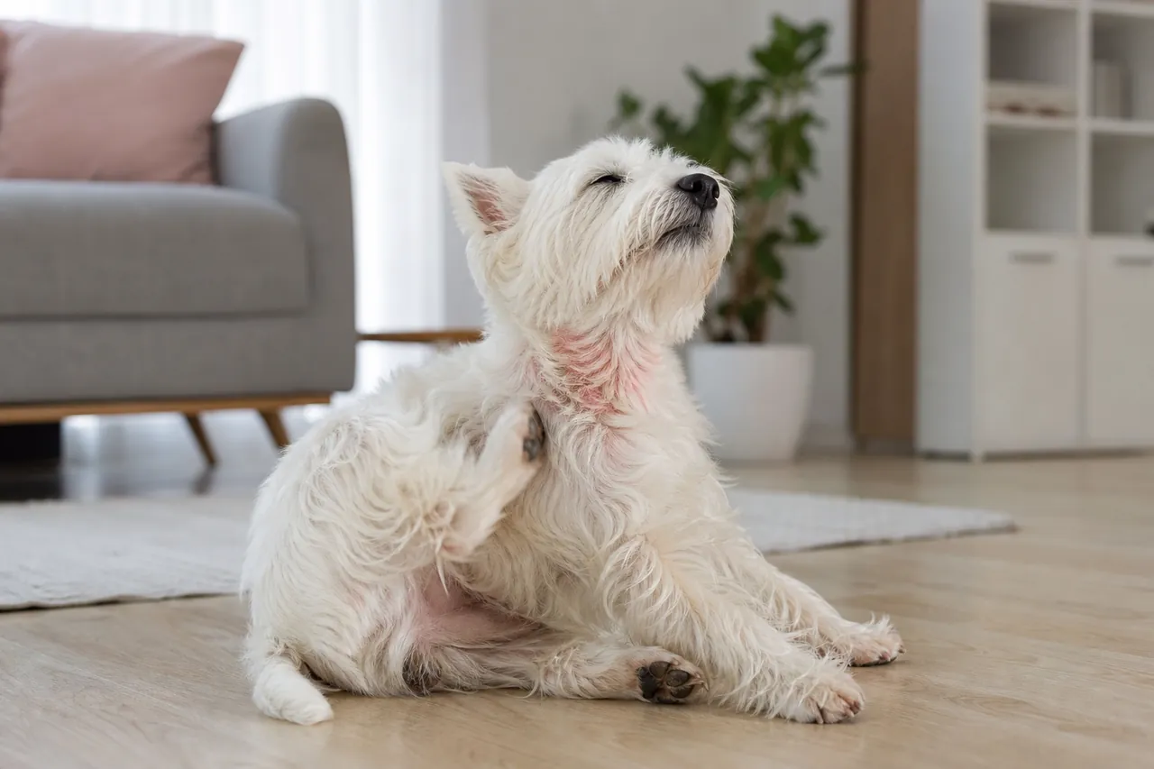 Cão se coçando por alergia de pele, coceira controlada com Apoquel (oclacitinibe)